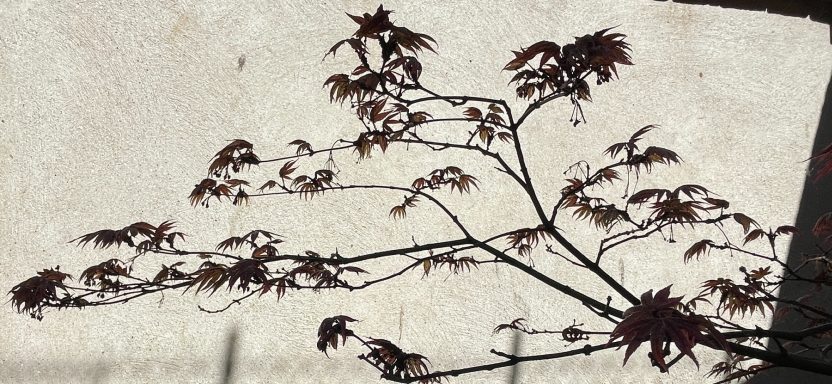 Shadow