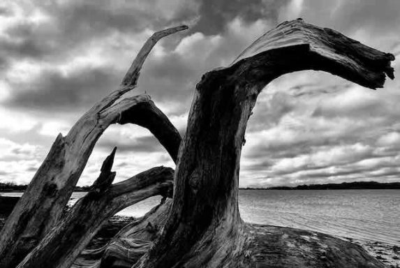 Ent